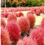 ■真っ赤なまん丸、もふもふコキアも絶賛紅葉中♪ヽ(･∀･)ﾉ■杜の湖畔公園