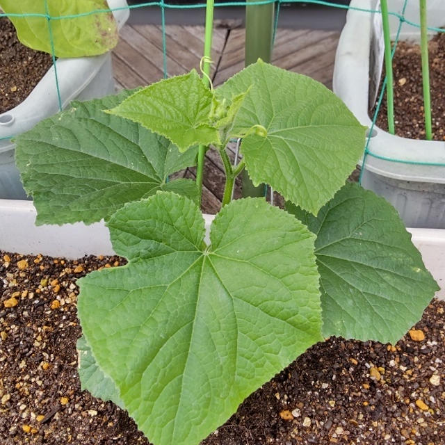 なすときゅうりの苗 植えました