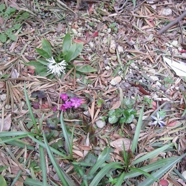 白花ショウジョバカマさん～ｖ（＾０＾）/