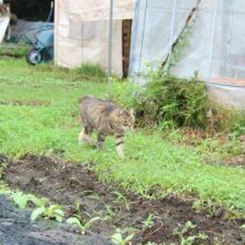 有機栽培の北山農園さんに行ってきました