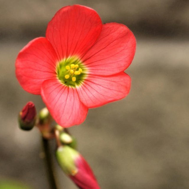 ■プランター園芸【４つ葉のクローバーの種から花が咲きました💓】