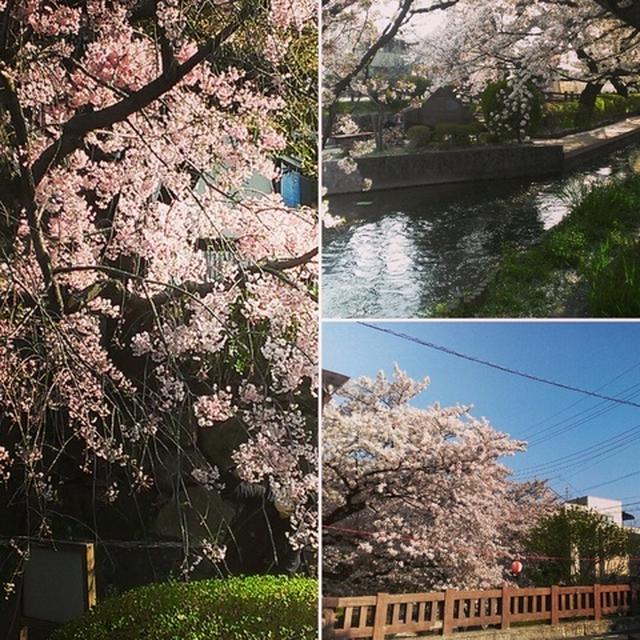 地元 名残惜しい桜
