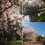 地元 名残惜しい桜