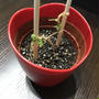 【家庭菜園】マイクロトマト栽培！萎れた芽が何とか復活！支柱も立てました