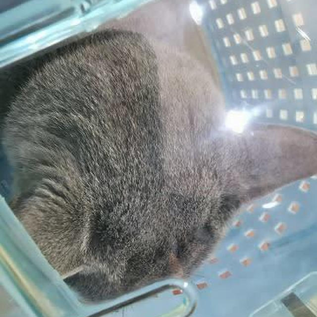 さくらの通院　その２