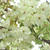 緑の桜
