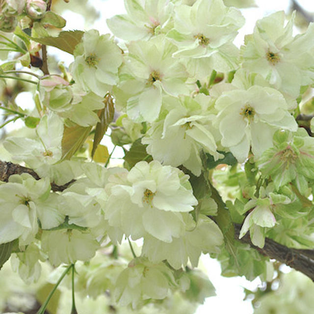 緑の桜