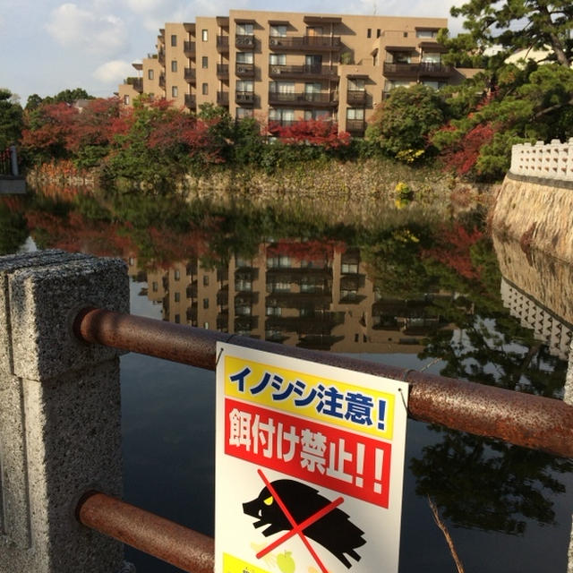 鶏の水炊きとアクシデント