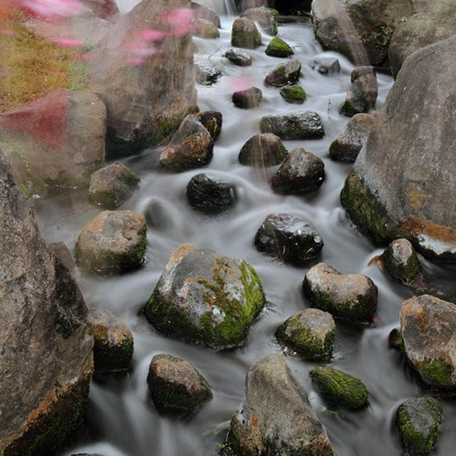 桜流
