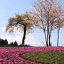 芝桜を見るために*