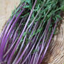 紫！！の水菜