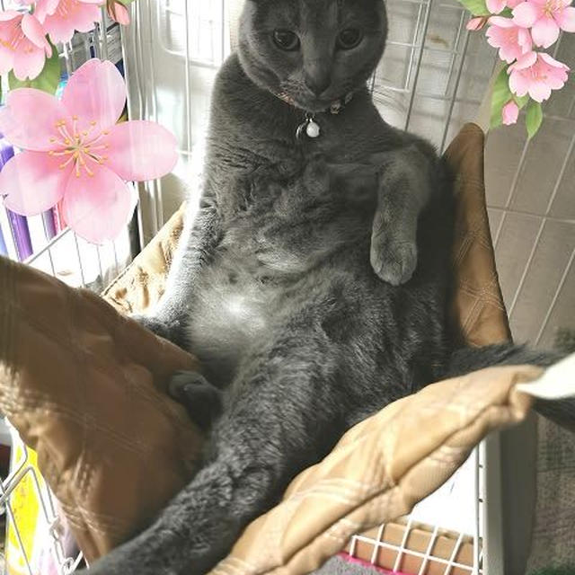 さくらがグレた(笑)
