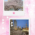 【お花見散策2025】みなとみらい～桜の季節のとランドマークとインターコンチ