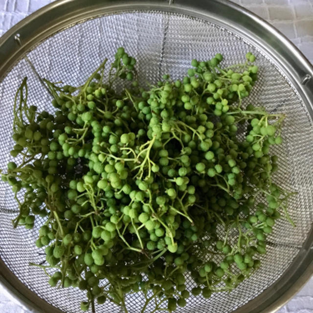 季節到来、山椒を仕込む