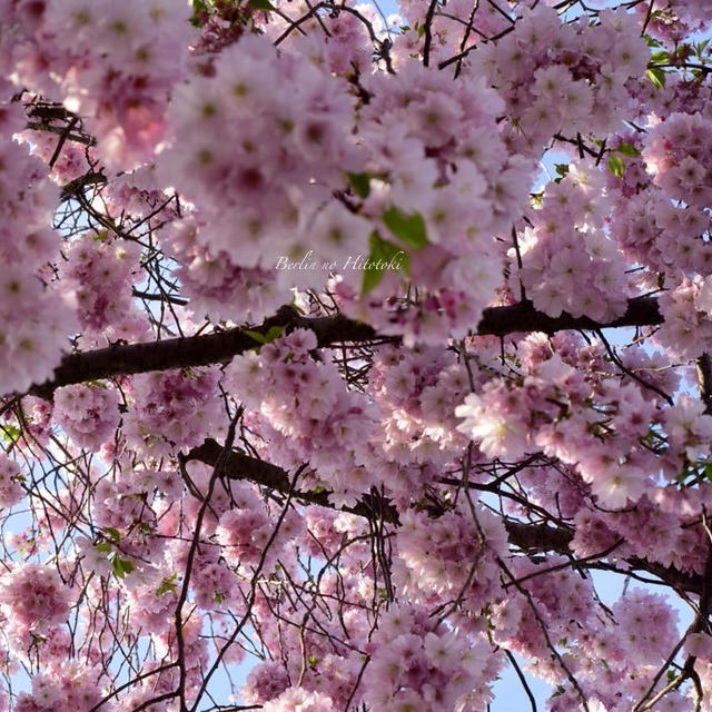 桜、２日目。。