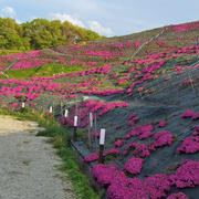 芝桜