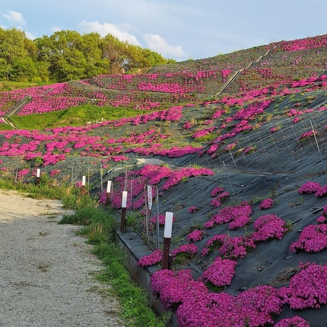 芝桜
