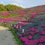 芝桜