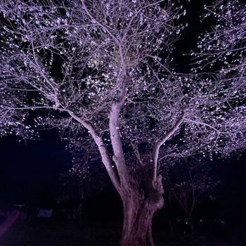 【北海道の桜】美唄市東明公園の桜ライトアップ