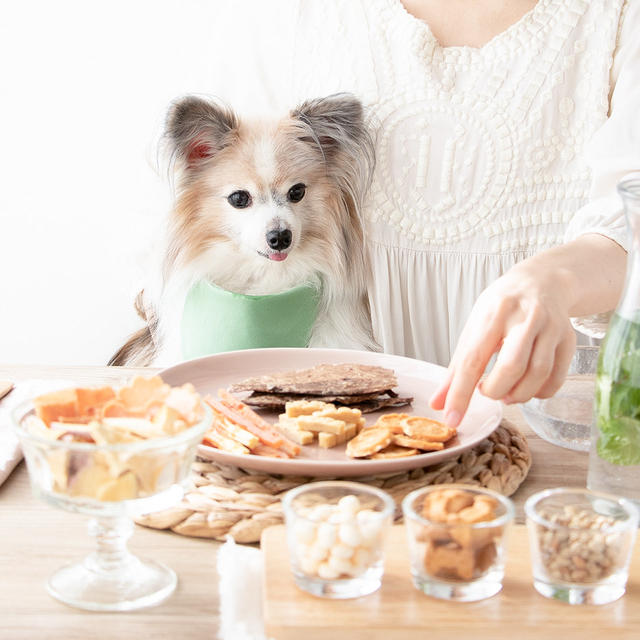 いぬのきもち4月号、市販の犬おやつの食レポをしています