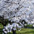 地元【厚木・愛川の桜】／akina30さんへツクレポのお礼♪