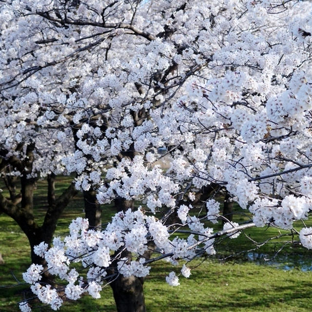 地元【厚木・愛川の桜】／akina30さんへツクレポのお礼♪