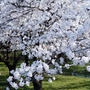 地元【厚木・愛川の桜】／akina30さんへツクレポのお礼♪