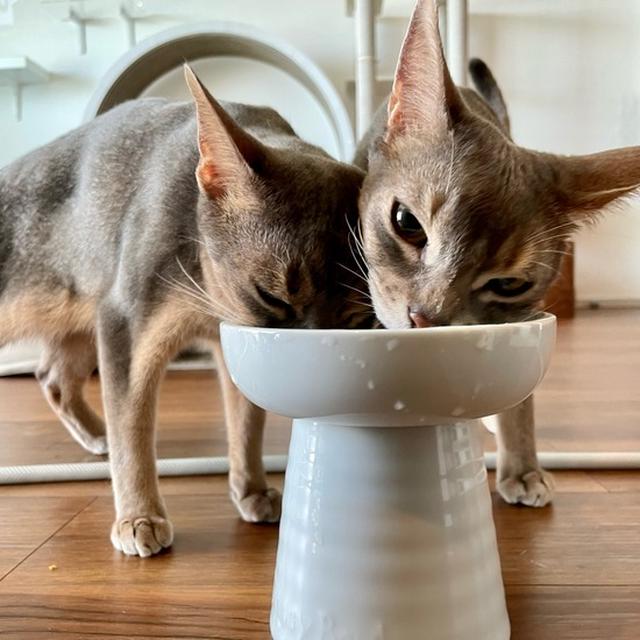 猫たち、ちゅーる水で水分補給