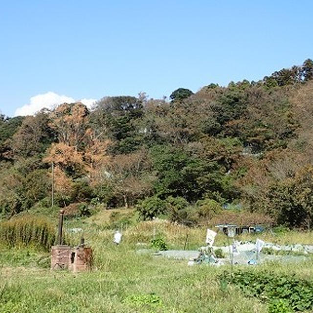 葉山農園（10月上旬）☆大根のコンパニオンプランツ