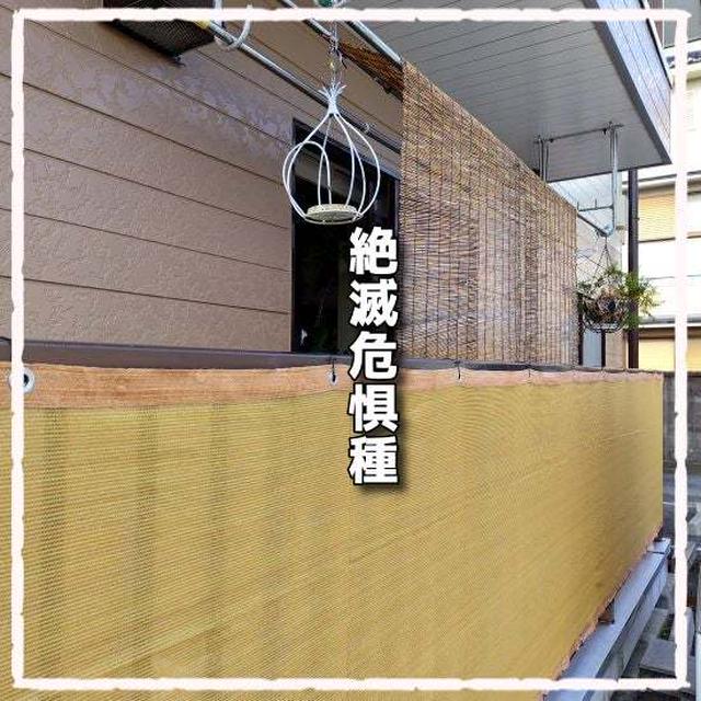 絶滅危惧種