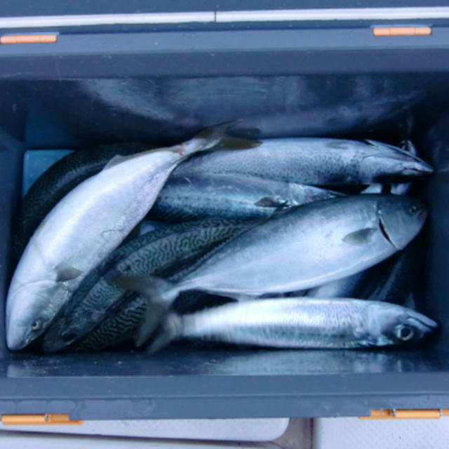 “気合い”ほどほど…　“釣果”もほどほど