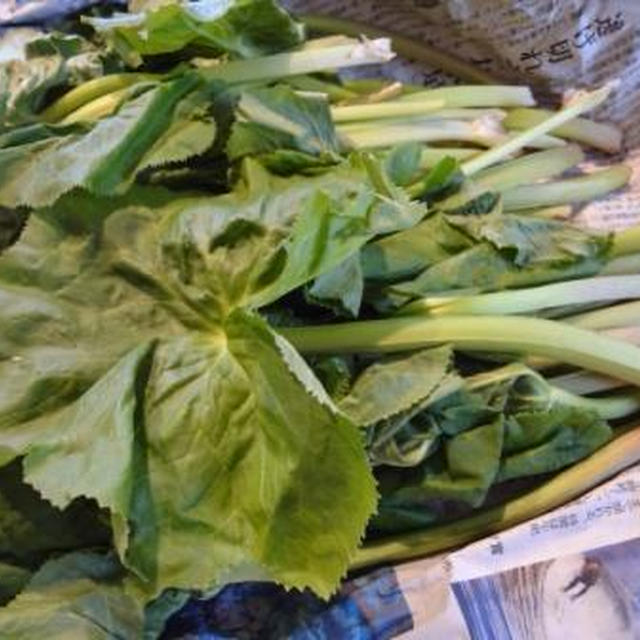 北海道の春の山菜　　やちぶき♪