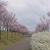 日本最古のため池と早咲きの桜