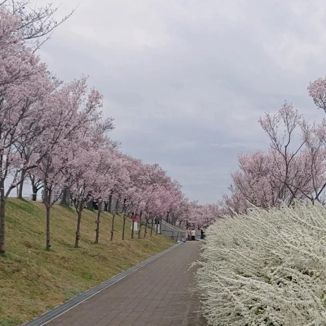 日本最古のため池と早咲きの桜