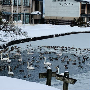 ますがたにも大雪が降って白鳥と鴨さんが可愛かった♡