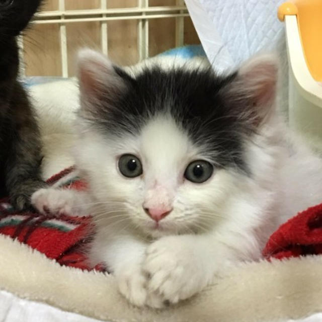 【小梅・さくら通信】新しい家族が増えました！？