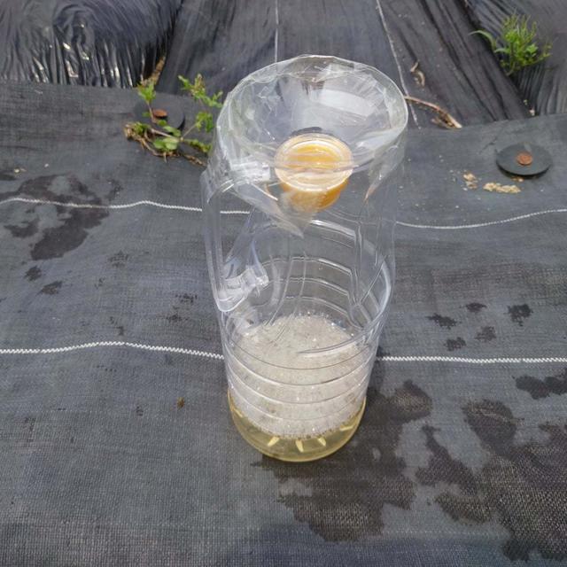 カメムシとコガネムシをやっつける