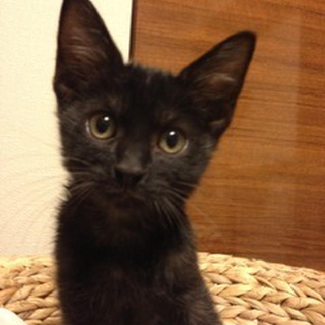 子猫のきらりとナイツ