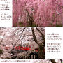 ■弘前公園・昼■この歳で知った事実…(；・∀・)