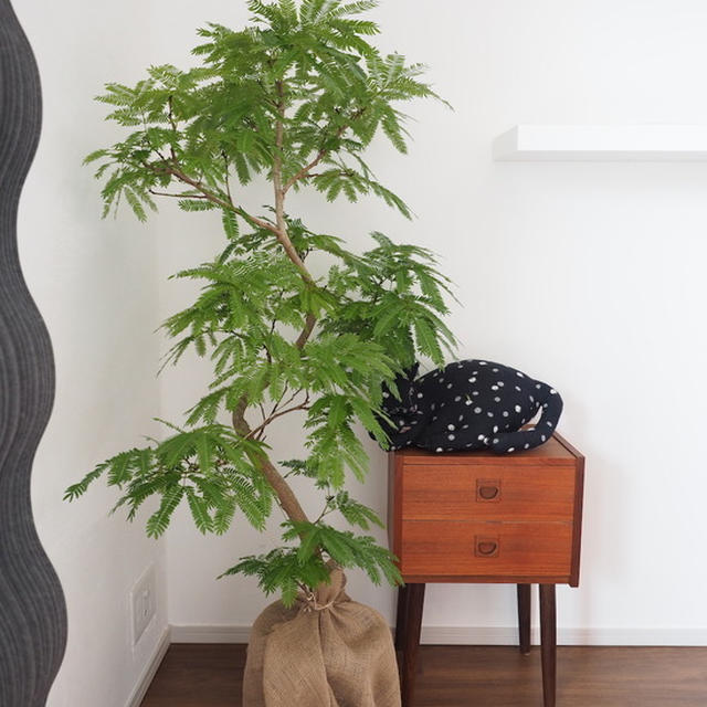 猫がいても飾れる観葉植物「エバーフレッシュ」を置いてみた