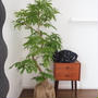 猫がいても飾れる観葉植物「エバーフレッシュ」を置いてみた