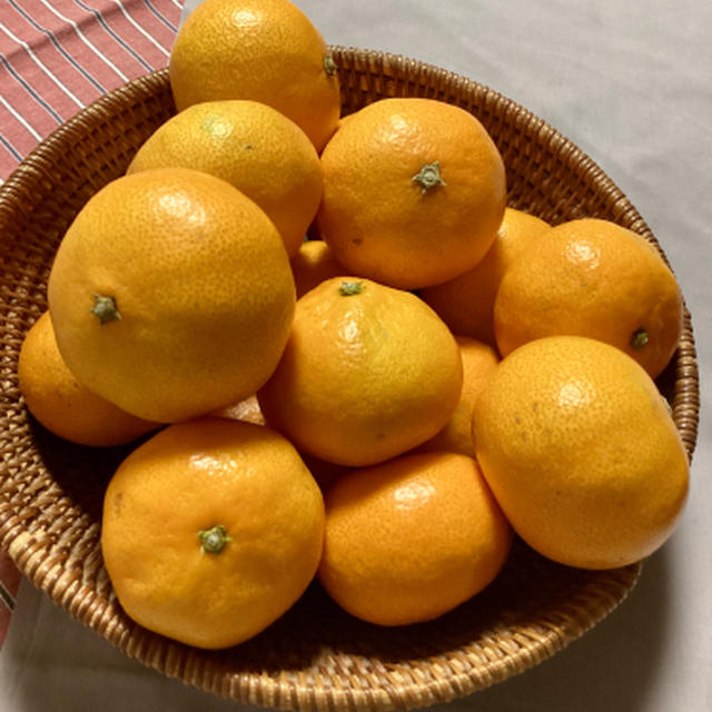 蒲郡のみかん、今年初みかん
