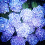 [写真]　紫陽花