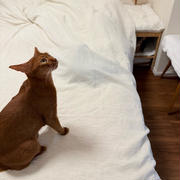 この中に、猫が3匹います