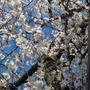 桜、さくら、満開です