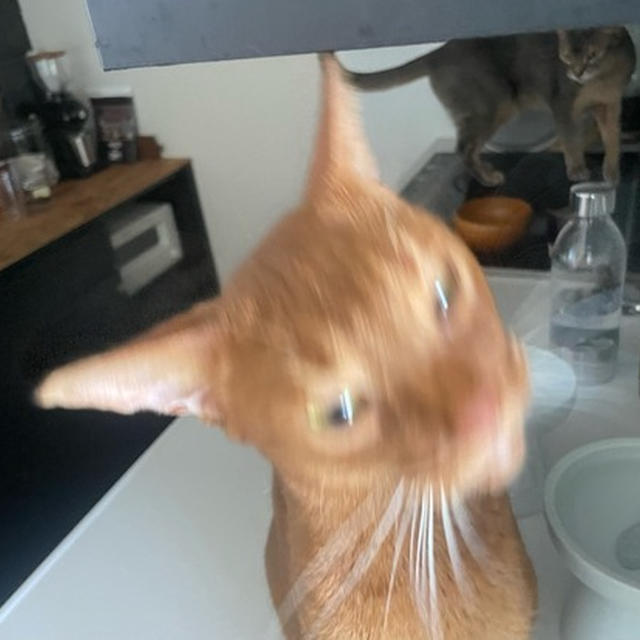 ひめちゃんの、かわいい写真が撮りたい飼い主