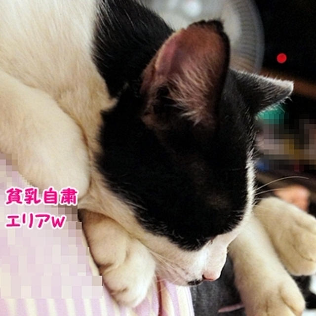 猫とシュークリームと月見バーガーとおにぎりと私。
