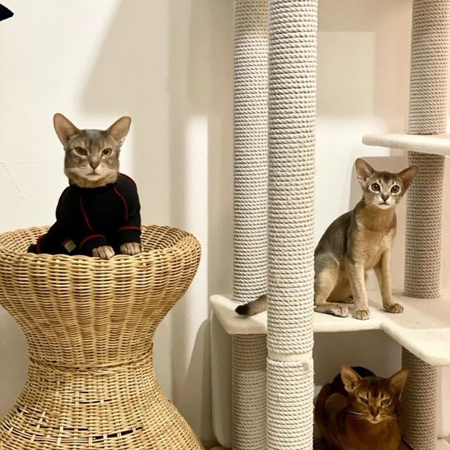 猫マンションとネズミ狩り