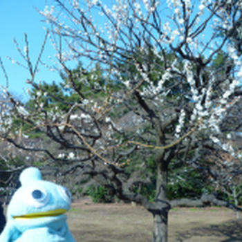 新宿御苑の梅と桜