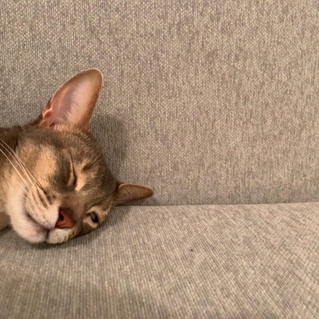 とのの「ゆるい寝」いろいろ選